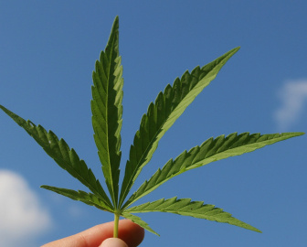 A história da Cannabis e sua situação legal no Brasil