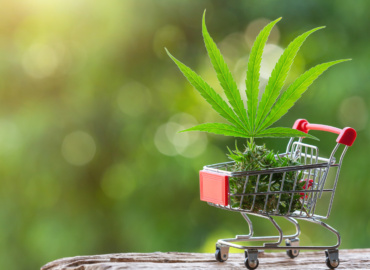 SANDBOX NÃO É REGULAÇÃO E TRATAR COMO SE FOSSE, PODE CUSTAR CARO AO MERCADO DE CANNABIS