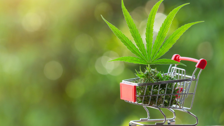 SANDBOX NÃO É REGULAÇÃO E TRATAR COMO SE FOSSE, PODE CUSTAR CARO AO MERCADO DE CANNABIS